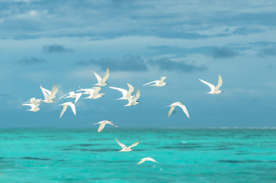 Flock of white seaguls. Alifu Dhaalu Atoll, Maldives