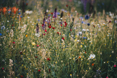 Picture of a field of wild flowers by Kristina Paukshtite.