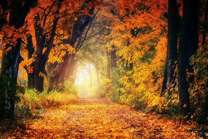 Autumn path image by Johannes Plenio