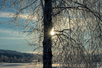 silver birch tree in sunlight