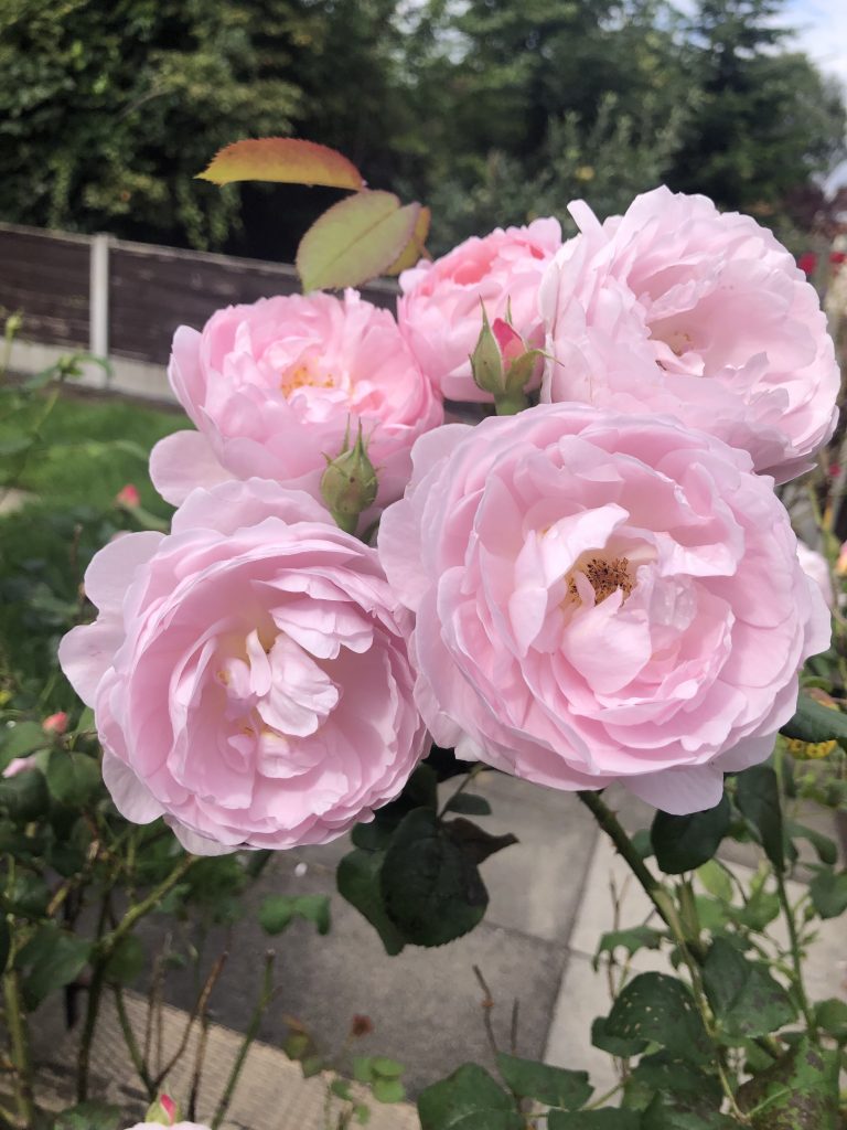 Pink Summer Roses by Nirmala Molloy