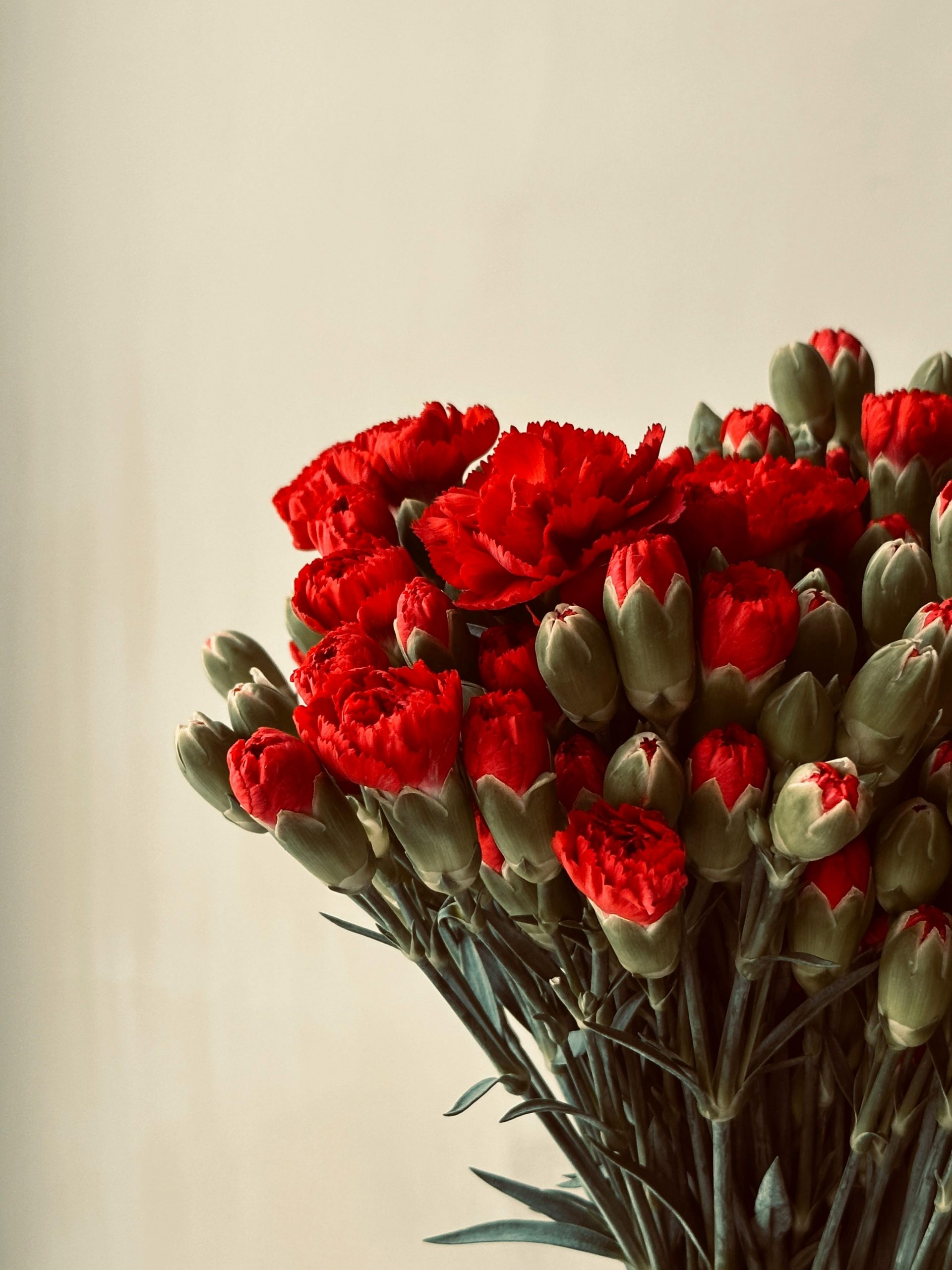 Image of red carnations