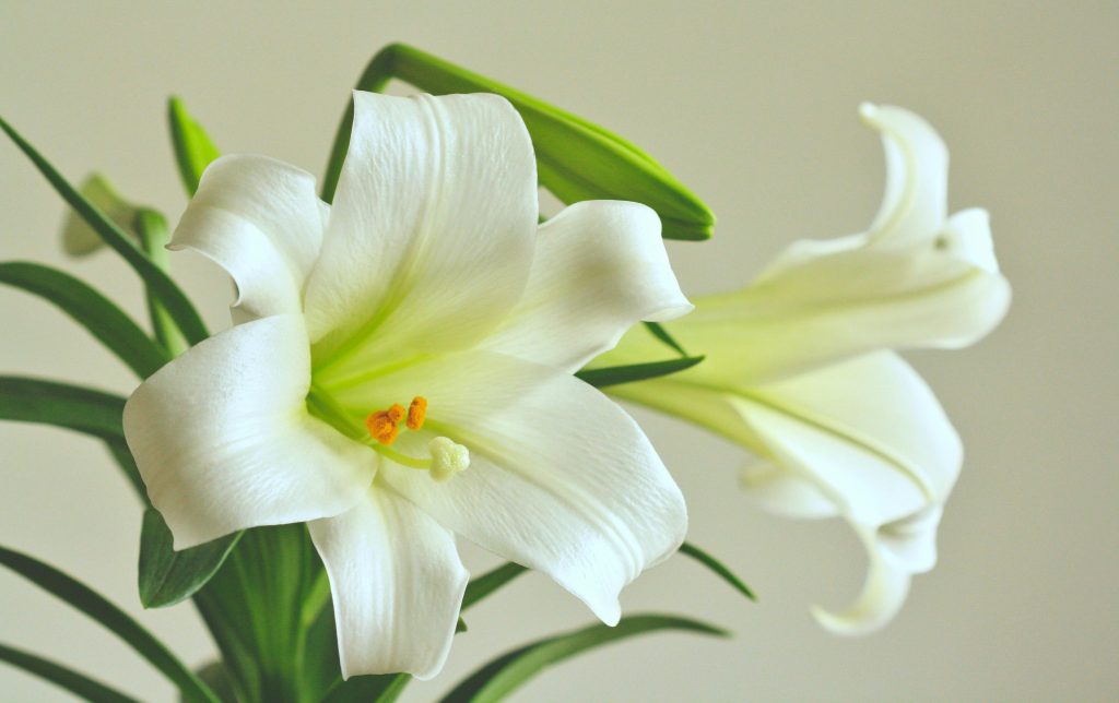 lily image