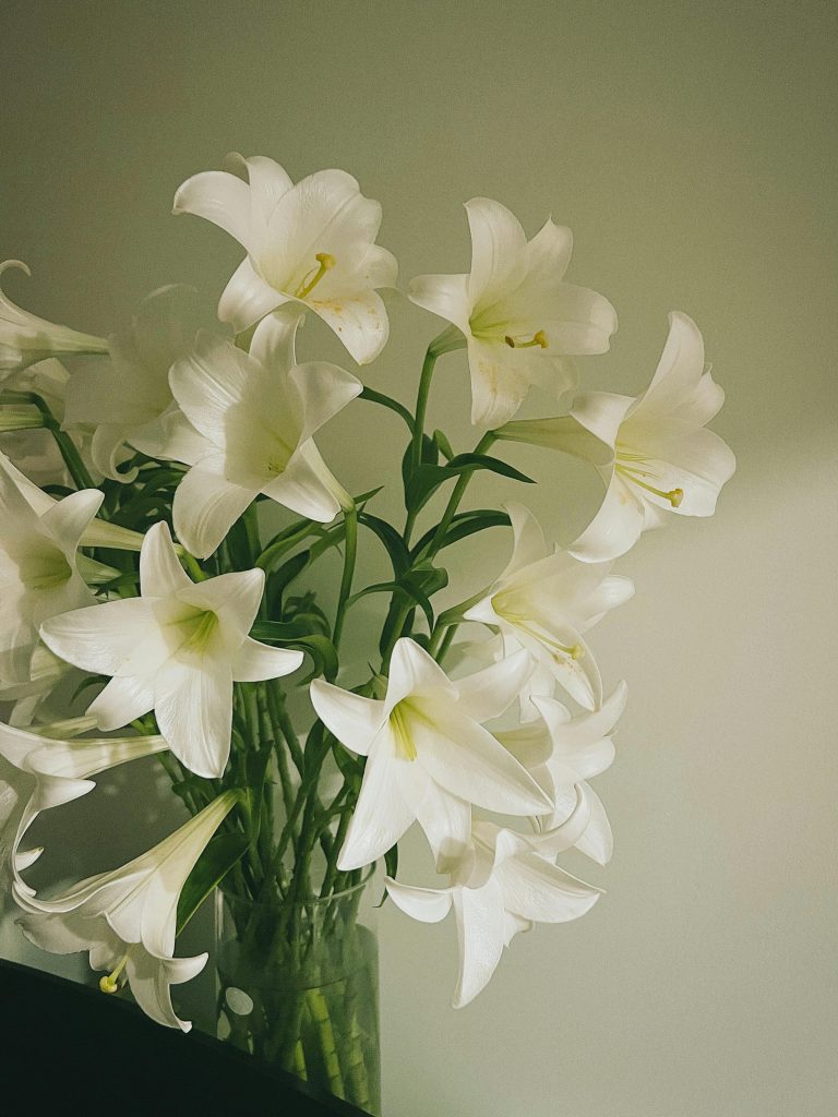 lily image