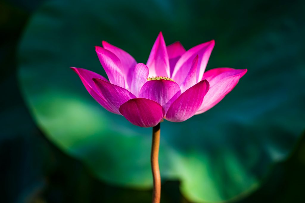 lotus flower