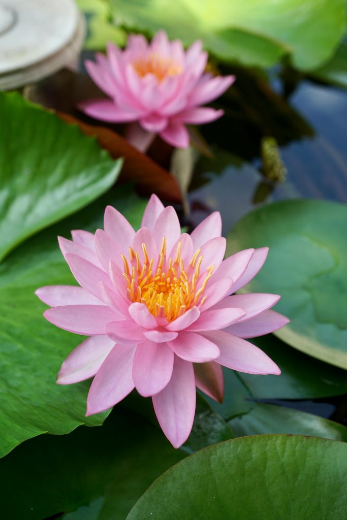 lotus flower