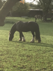 horse image by Anne Marie Bailey