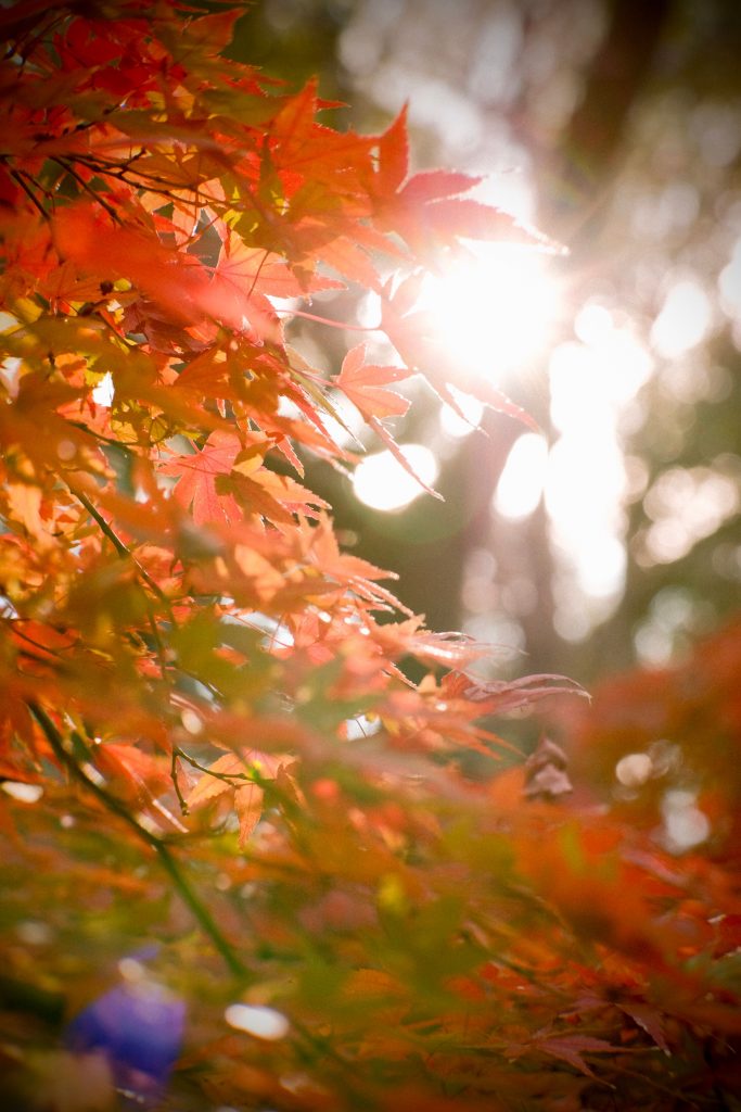 autumn image