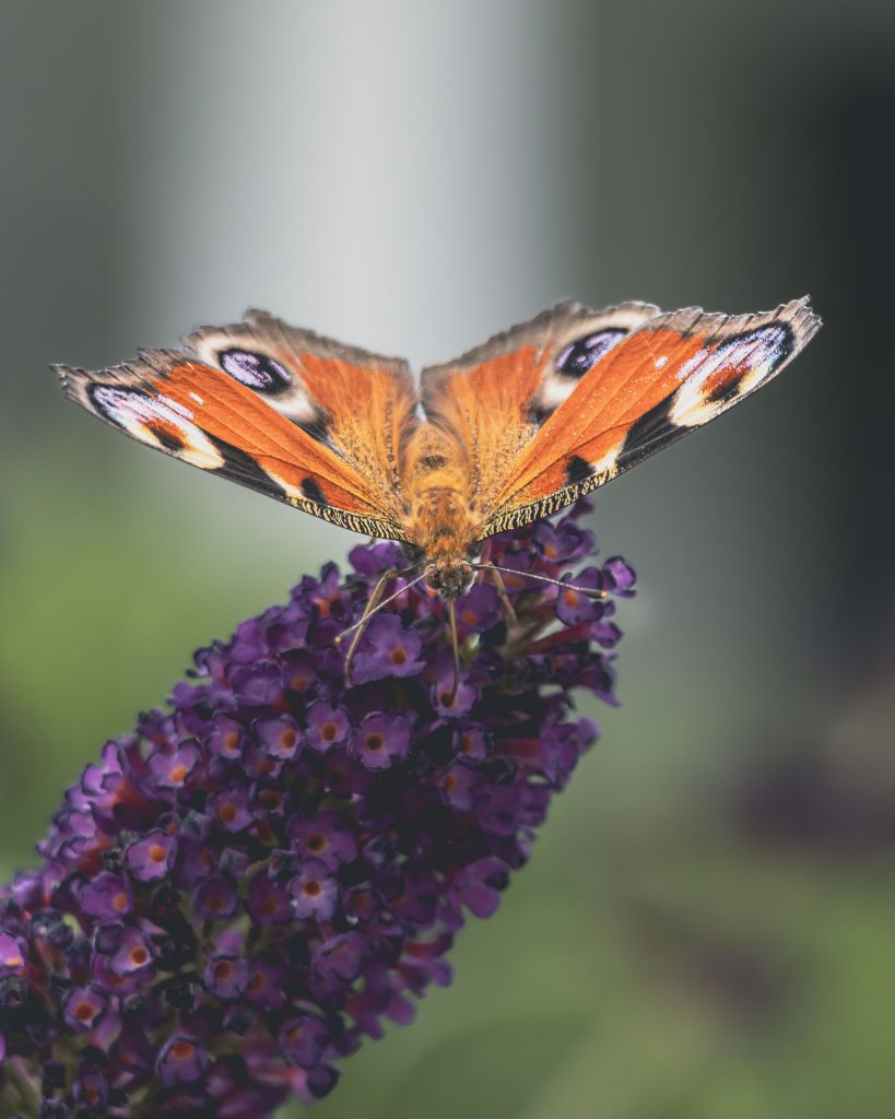 Picture of a butterfly