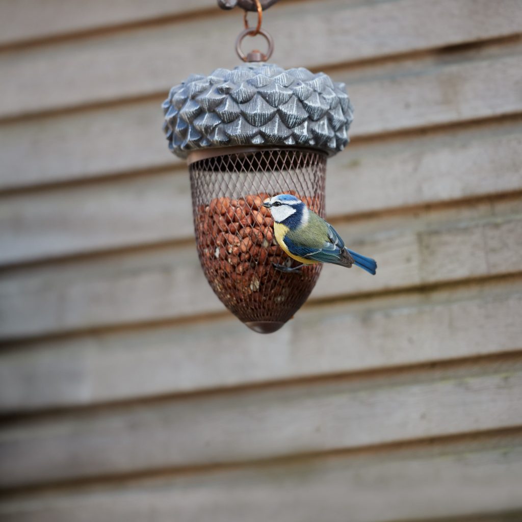 bird on feeder